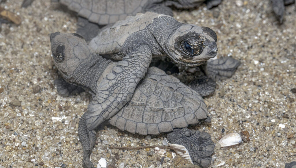Olive Ridley turtle hatchling Easy Resize.com