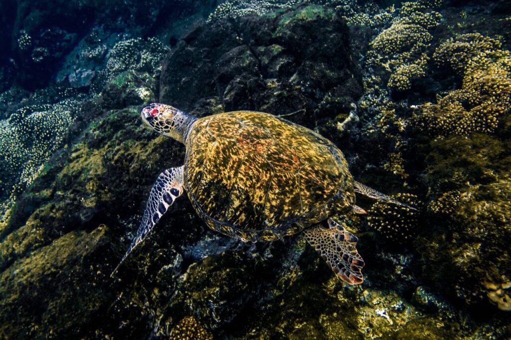 online Hawksbill sea turtle Easy Resize.com