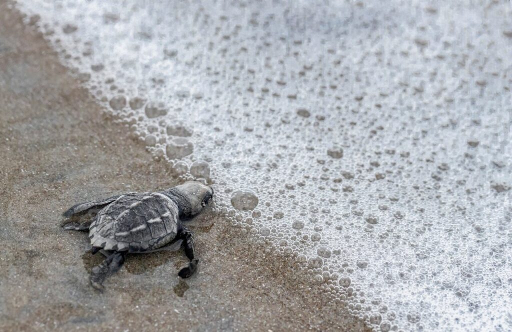 online Olive Ridley turtle hatchling Easy Resize.com