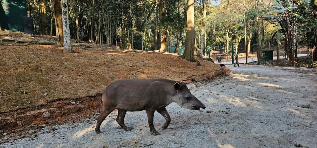 Black Friday: aproveite Zoo SP, Simba Safari e Jardim Botânico com os menores preços do ano 2 54673490951 b652003407 b Easy Resize.com