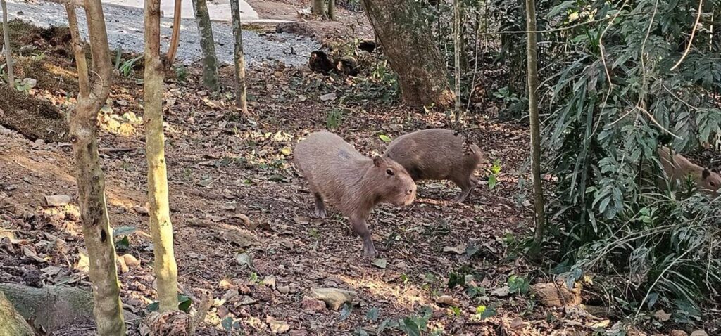 Black Friday: aproveite Zoo SP, Simba Safari e Jardim Botânico com os menores preços do ano 3 54673727674 f0f466ef4a b Easy Resize.com