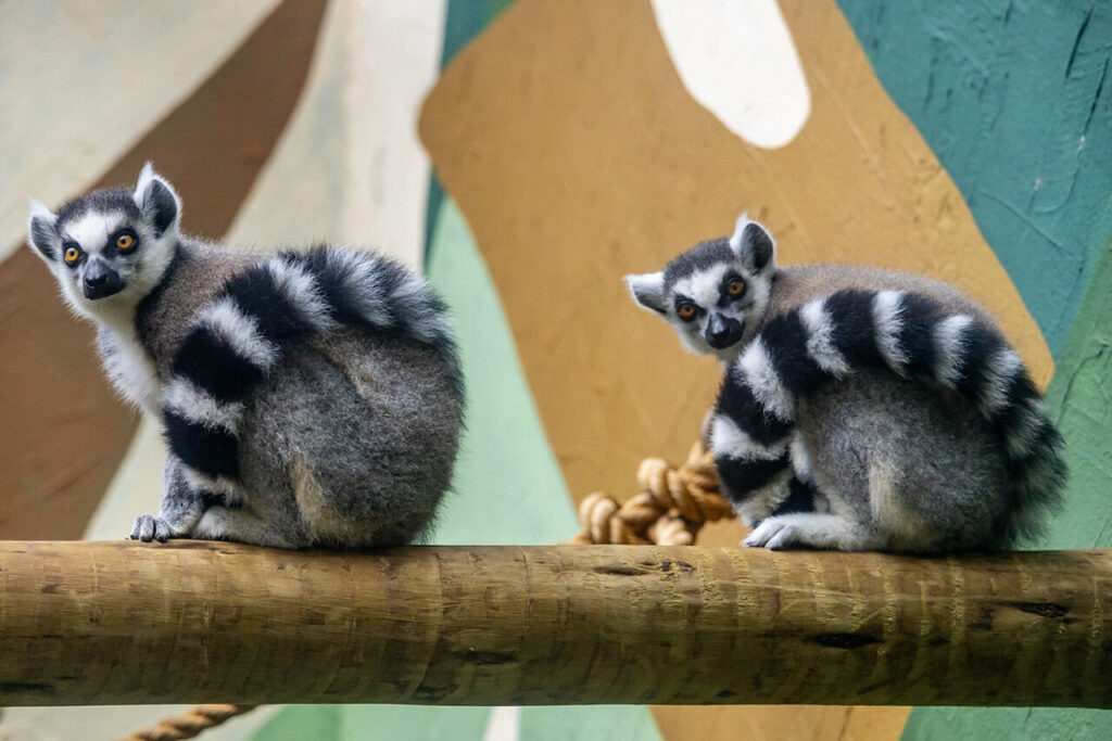 Black Friday: aproveite Zoo SP, Simba Safari e Jardim Botânico com os menores preços do ano 4 54842988924 9497a0f1fe b Easy Resize.com