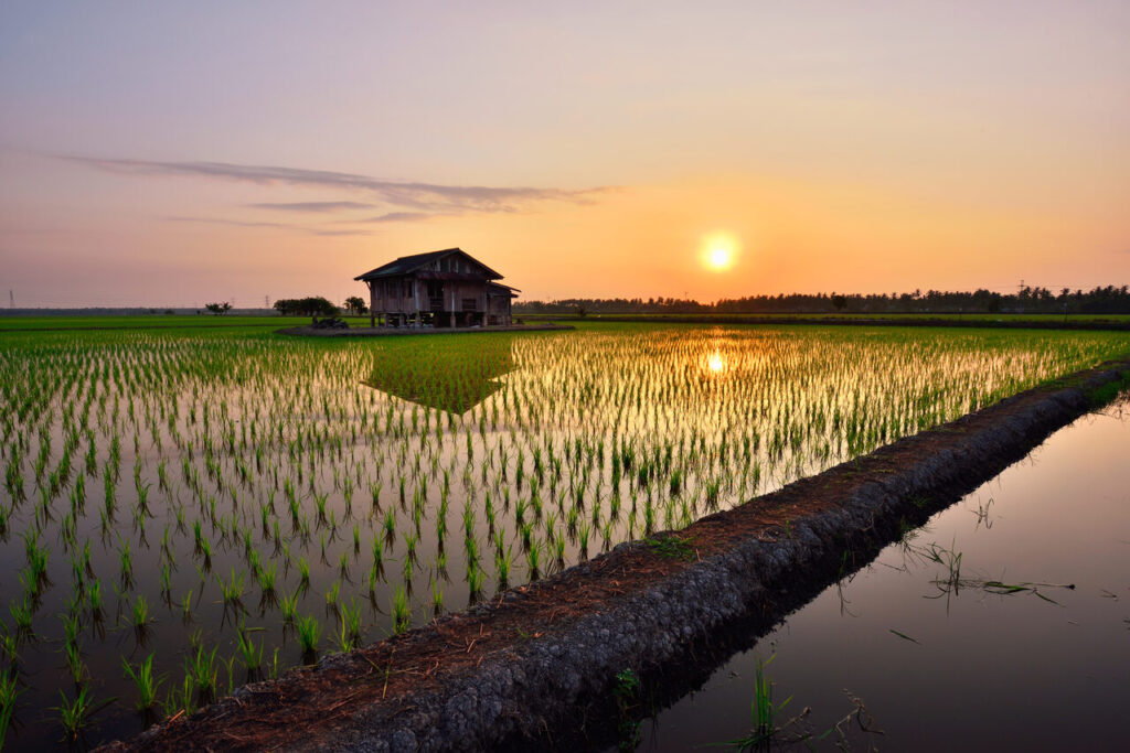 Da selva ao mar: rotas panorâmicas pela Malásia 3 Beautiful view of rice paddy field during sunrise in Malaysia. Easy Resize.com