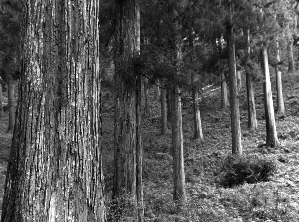 Japan House São Paulo apresenta arte da carpintaria ressaltando o respeito pela natureza 4 Mestres da Carpintaria Japonesa Creditos Divulgacao 5 Easy Resize.com