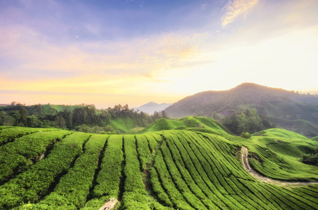 Da selva ao mar: rotas panorâmicas pela Malásia 4 Nature composition stunning sunrise over the Tea Plantation at Cameron Highlands Malaysia Easy Resize.com