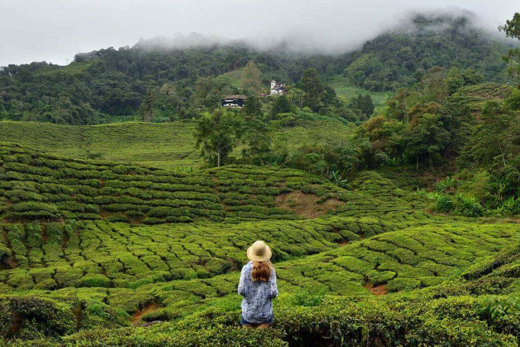 Da selva ao mar: rotas panorâmicas pela Malásia 5 Tourist on the Cameron Highlands grean hill tea plantation its unique nature in Malaysia Easy Resize.com