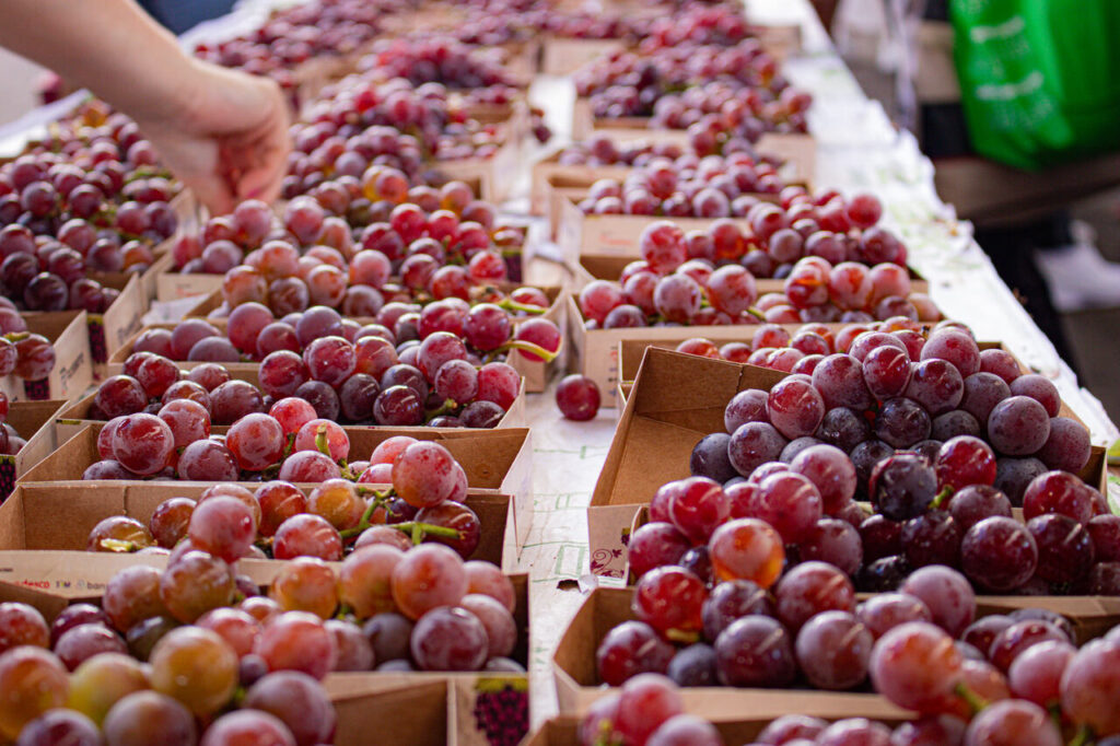 Festa da Uva 2026 celebra os 150 anos da imigração italiana 6 UVAS PARQUE 08 Easy Resize.com