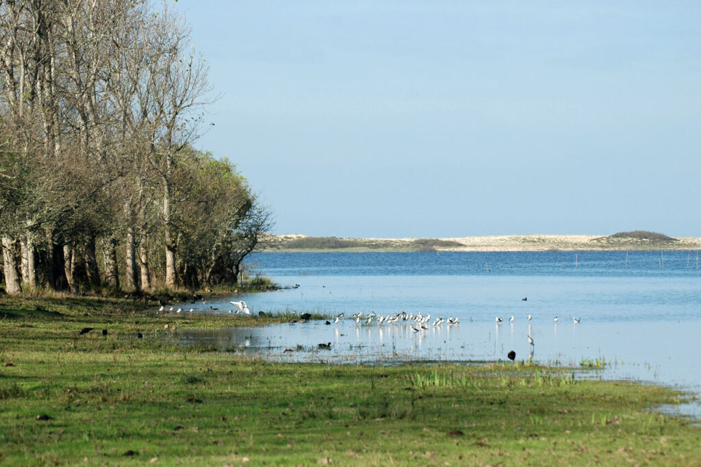 Conheça os encantos de Santiago do Cacém, no Alentejo 5 Lagoa de Santo Andre Santiago do Cacem foto Felizarda Barradas Easy Resize.com