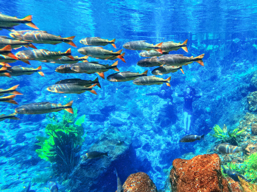 Nascente Azul é em 2025 mais uma vez o atrativo mais visitado de Bonito (MS) 5 Nascente Azul flutuacao 3 Easy Resize.com